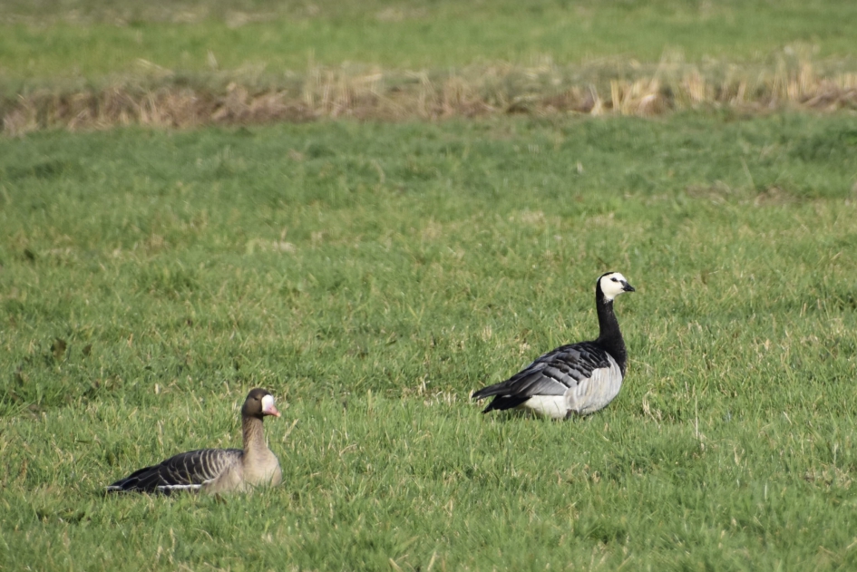 Brandgans en kolgans - Vogels - 
