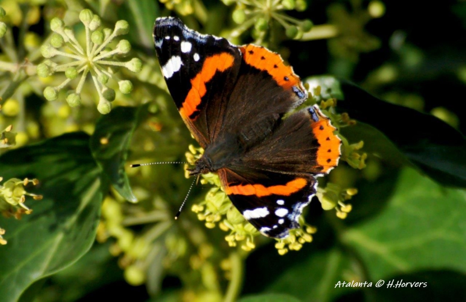 Atalanta - Geleedpotigen - Atalanta