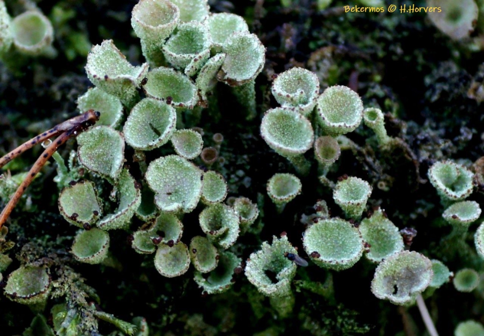 Bekermos - Planten - Bekermos