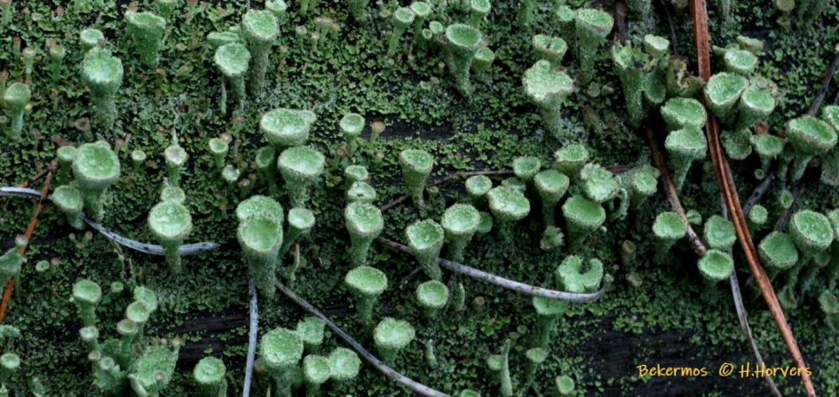 Bekermos - Planten - Bekermos