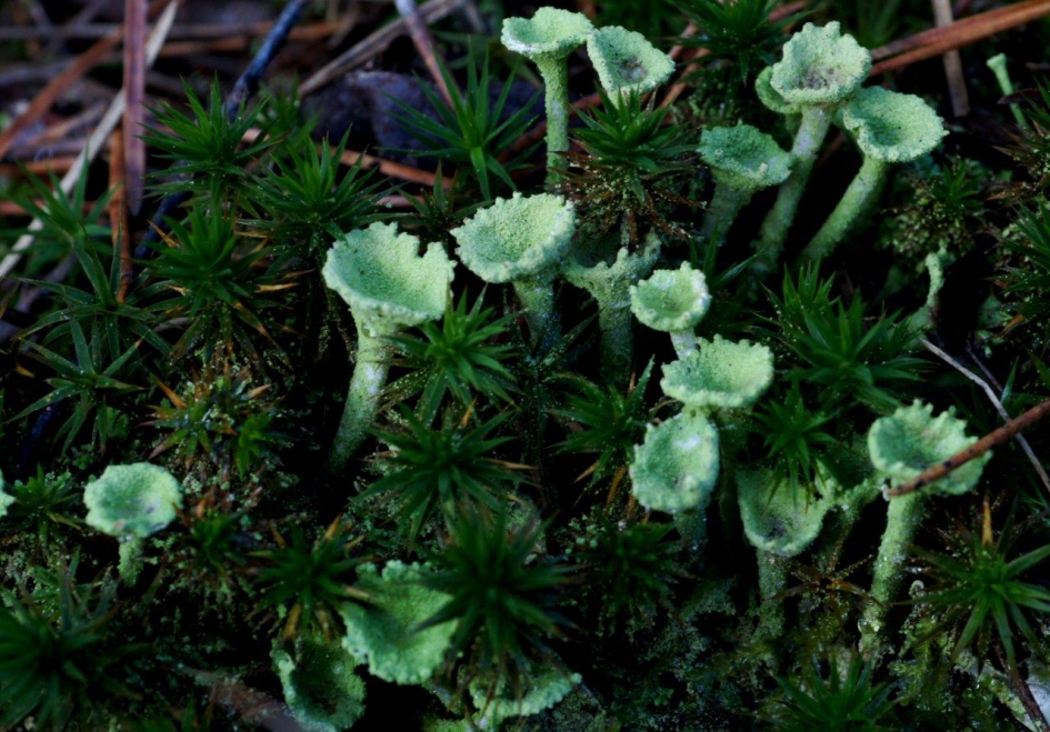 Bekertjesmos - Planten - Bekertjesmos
