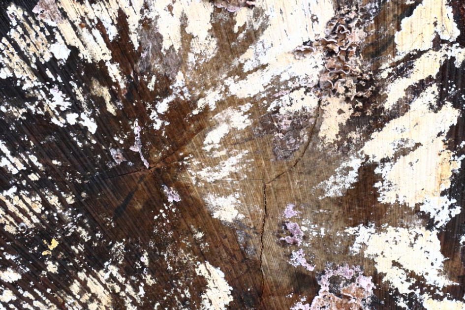 berkdoorsnede met schimmel - Planten - 