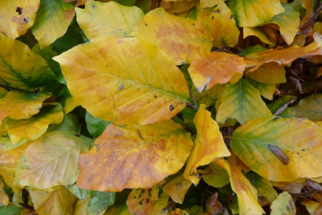Beukenblad