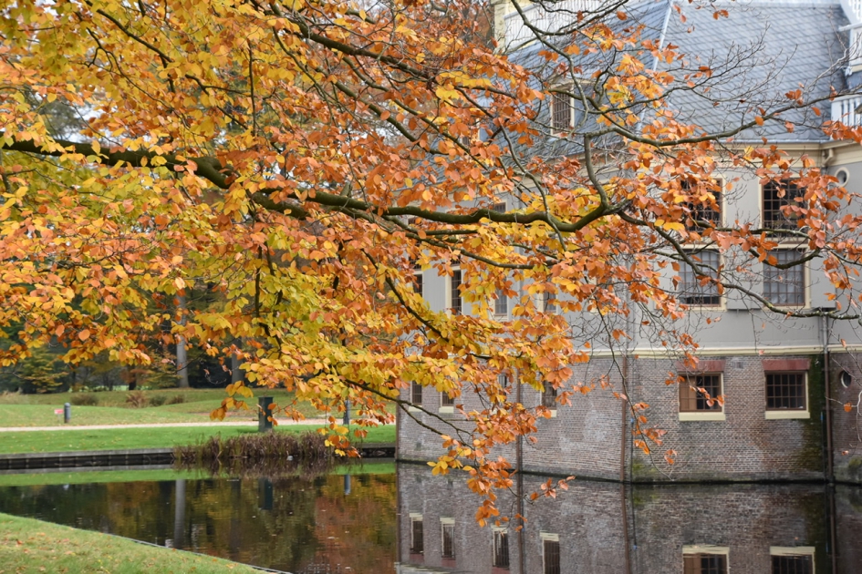 Beukenbomen in herfstkleuren - Planten - 