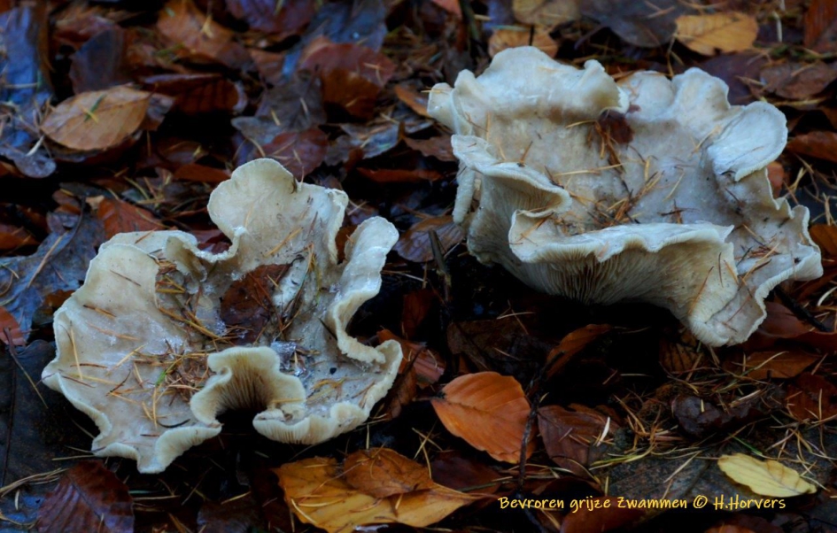 Bevroren grijze Zwammen - Schimmels - Zwammen