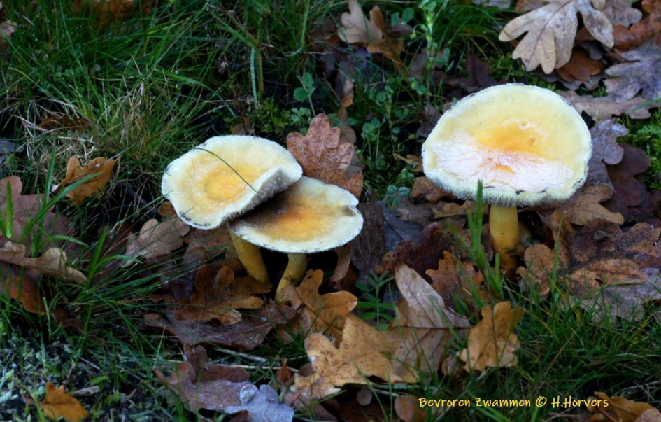 Bevroren Zwavelkoppen - Schimmels - Zwavelkoppen