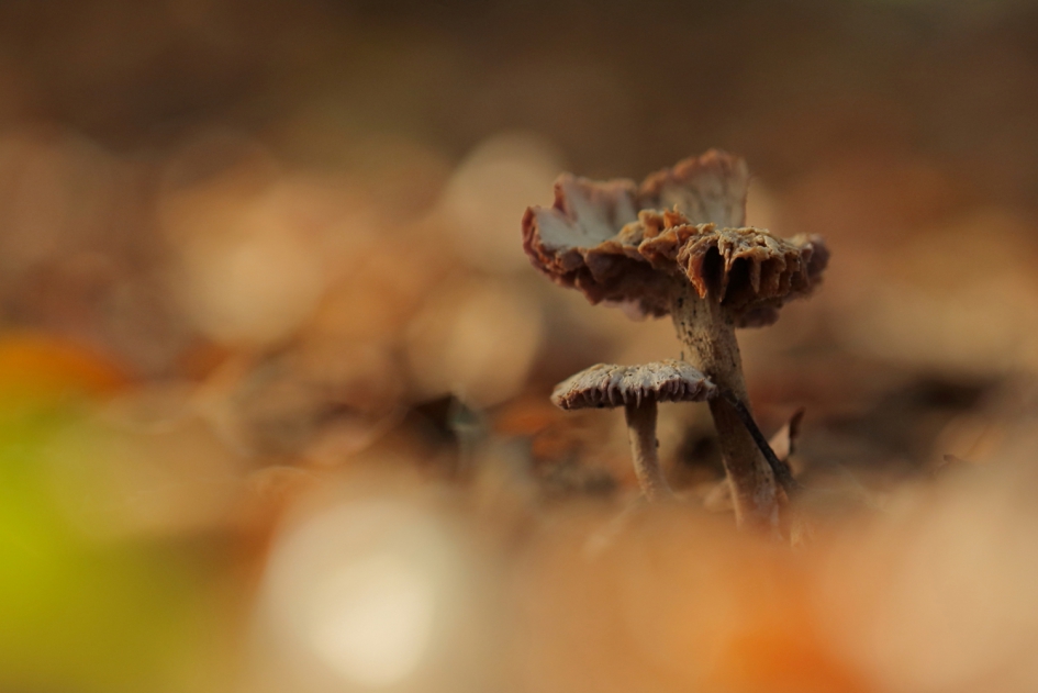 bijna voorbij - Schimmels - 