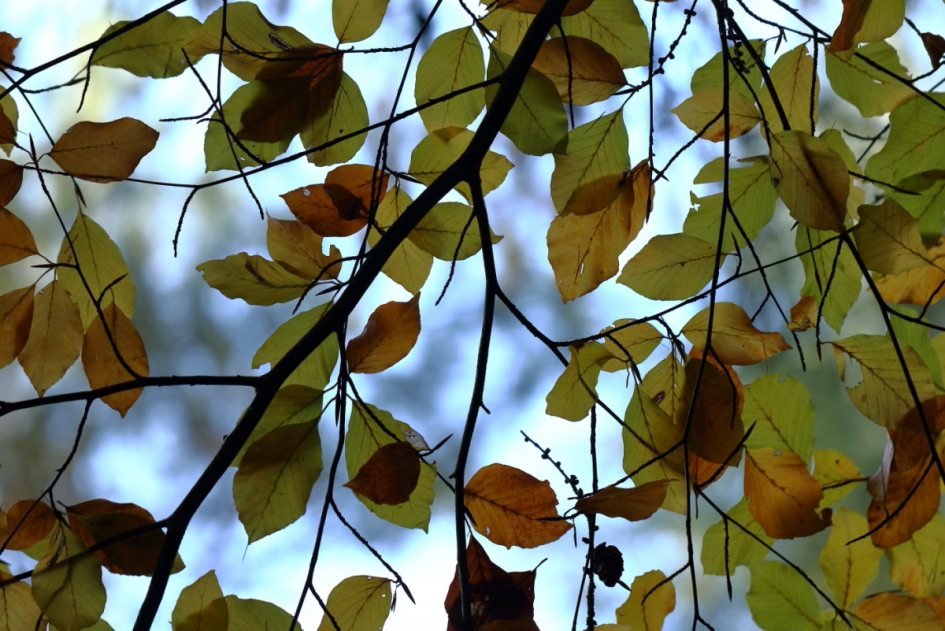 bladerdak - Planten - 