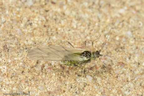 Bladluis (Aphidiae) 2
