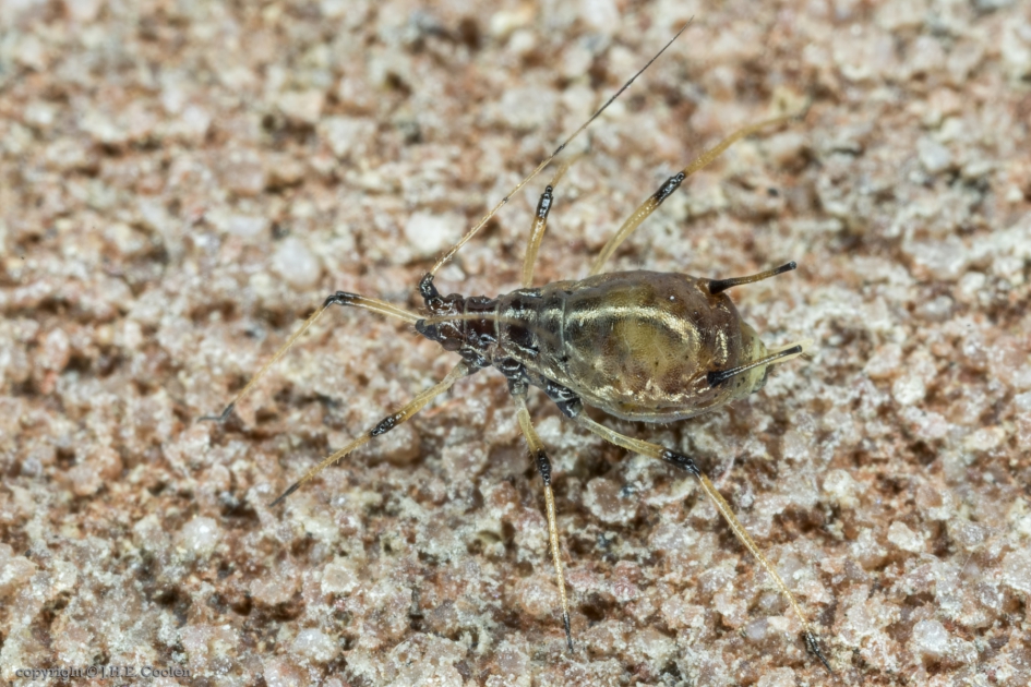 Bladluis (Aphidiae) - Geleedpotigen - Bladluis