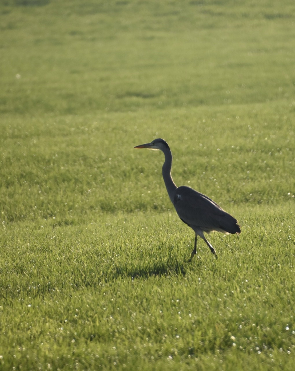 Blauwe reiger - Vogels - 