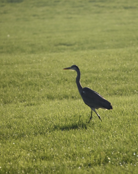Blauwe reiger