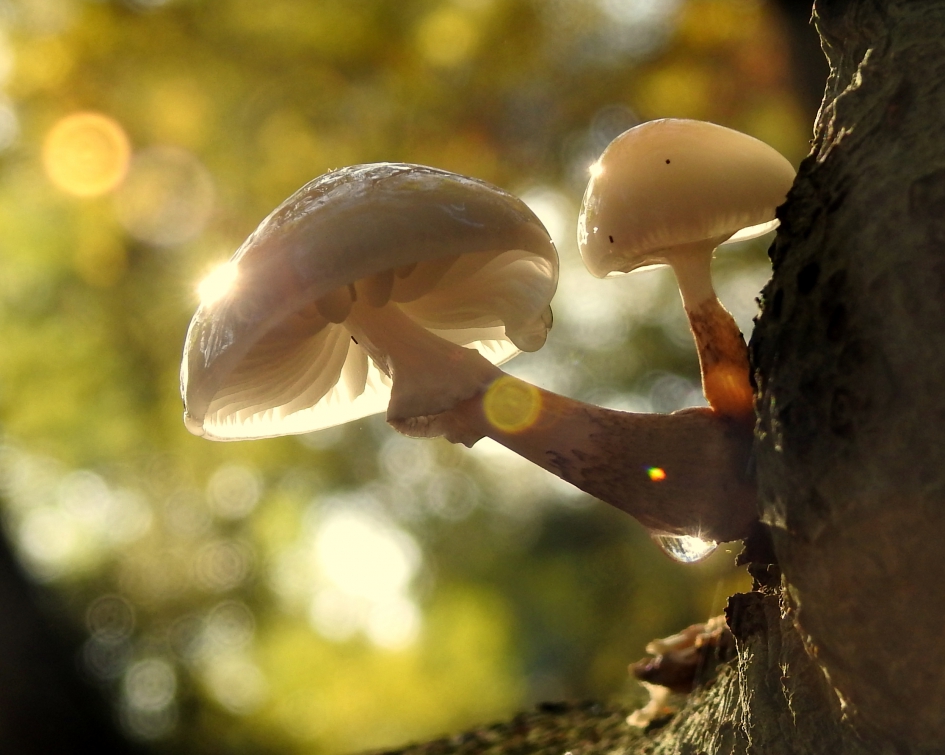 Bling bling - Schimmels - Porseleinzwam