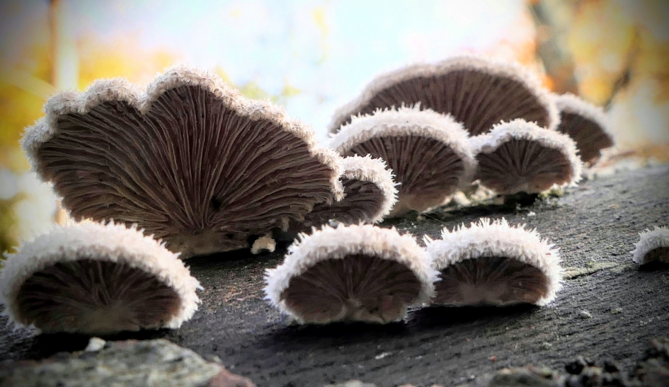 Bontmutsenparade. - Schimmels - Waaiertjes