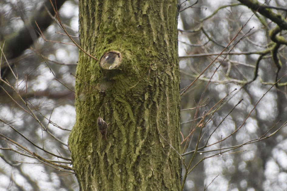 Boomkruiper - Vogels - 