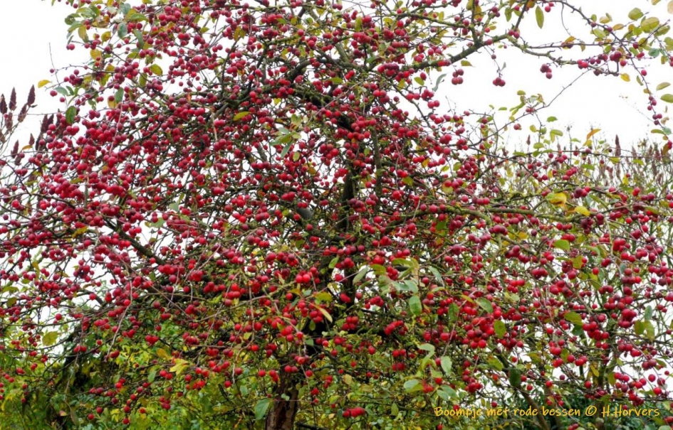 Boompje met sierappeltjes - Planten - boompje met sierappeltjes