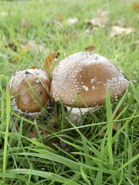 Bruine paddenstoelen