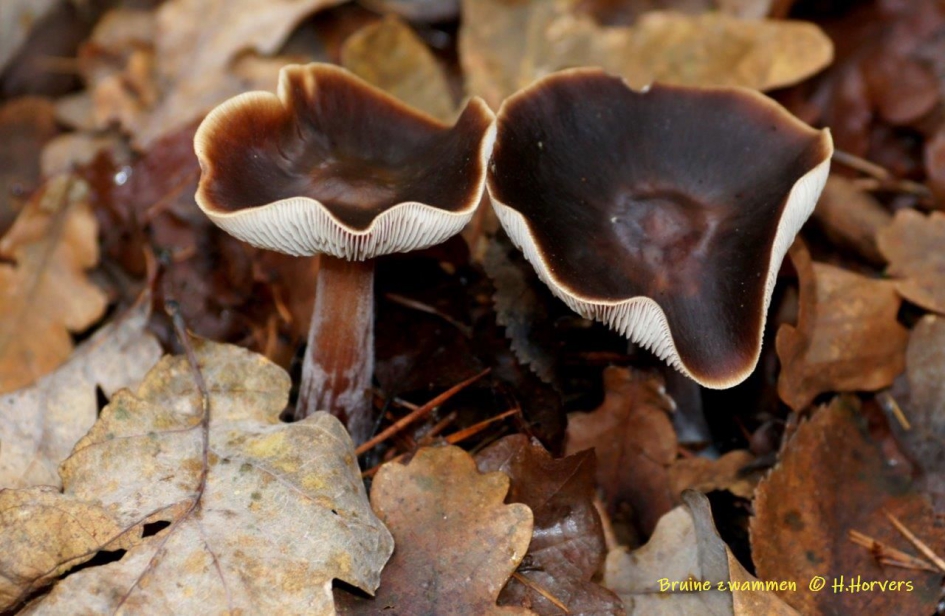Bruine zwammen - Schimmels - Bruine zwammen