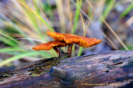 Bruine Zwammen op hout