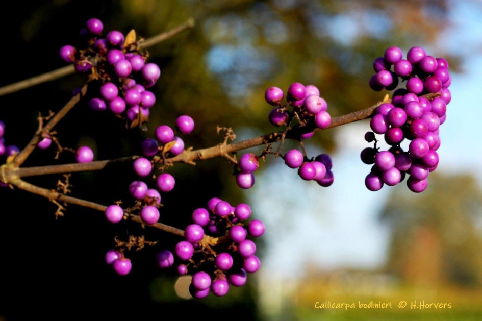 Callicarpa bodinieri - Planten - Callicarpa bodinieri