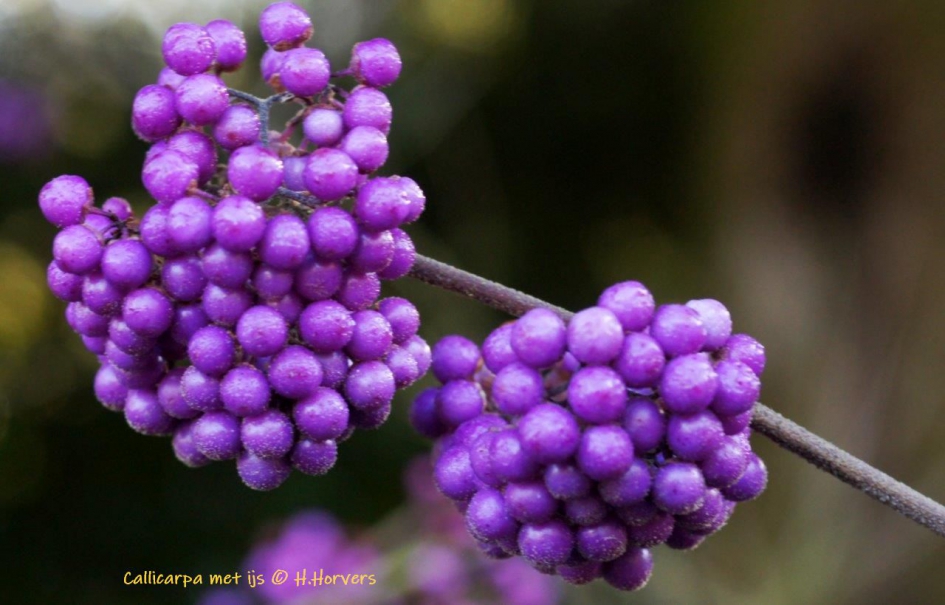 Callicarpa met ijsresten - Planten - Schoonvrucht