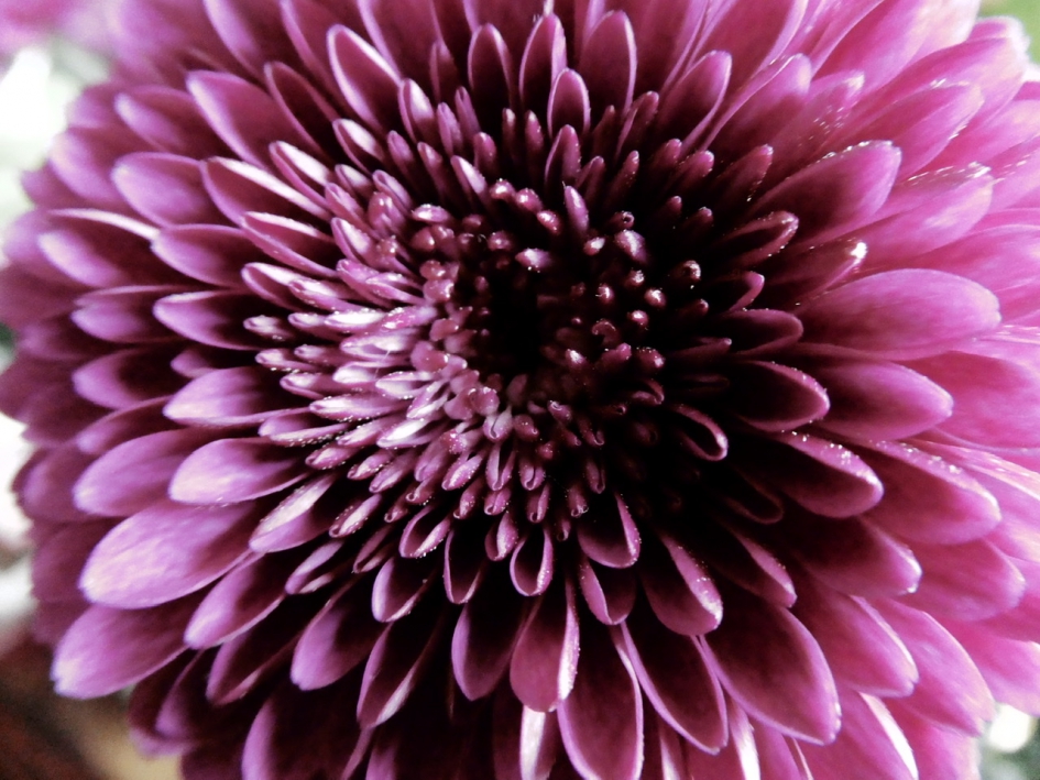 Chrysant 2 - Planten - 