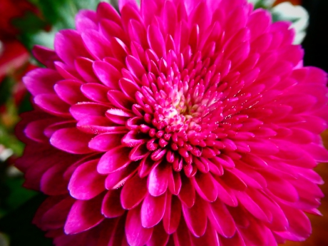 Chrysant 3