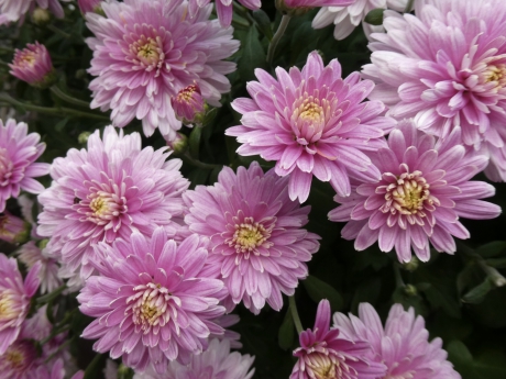 Chrysant
