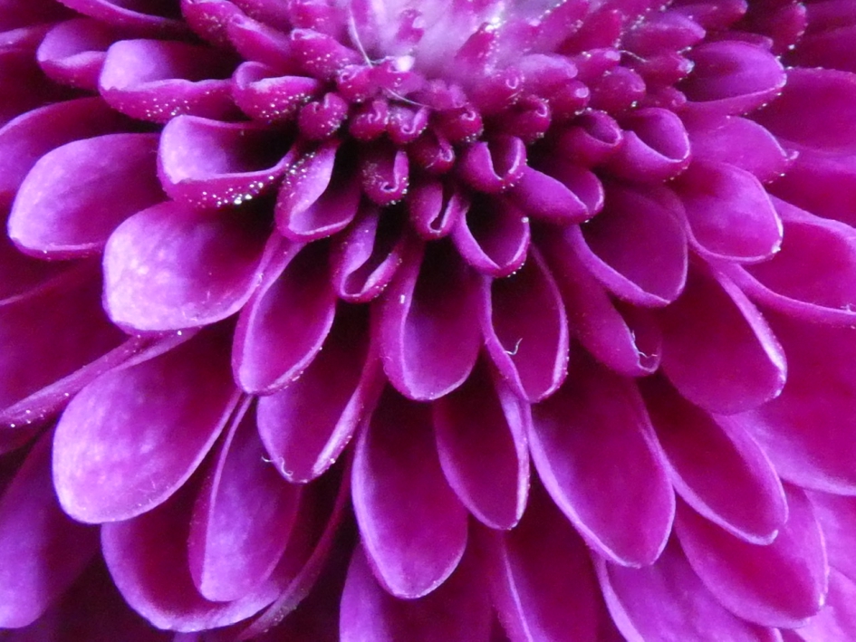 Chrysant - Planten - 