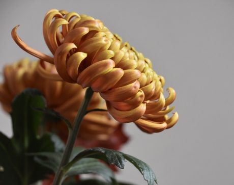Chrysant