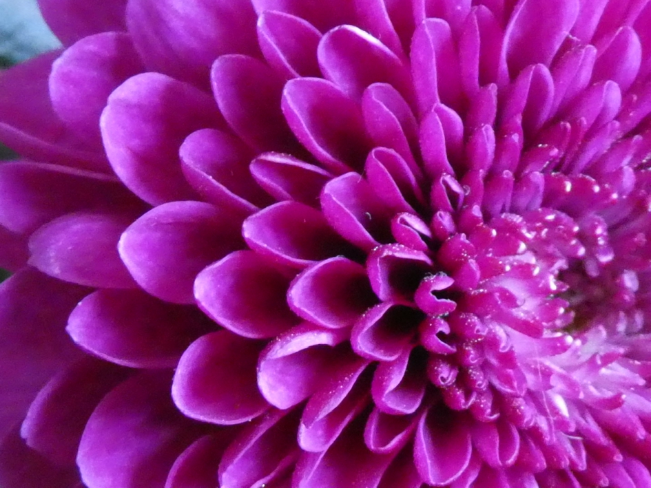 Chrysant - Planten - 