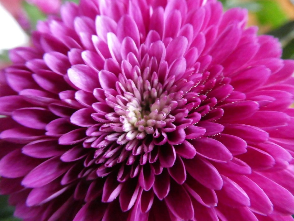 Chrysant - Planten - 