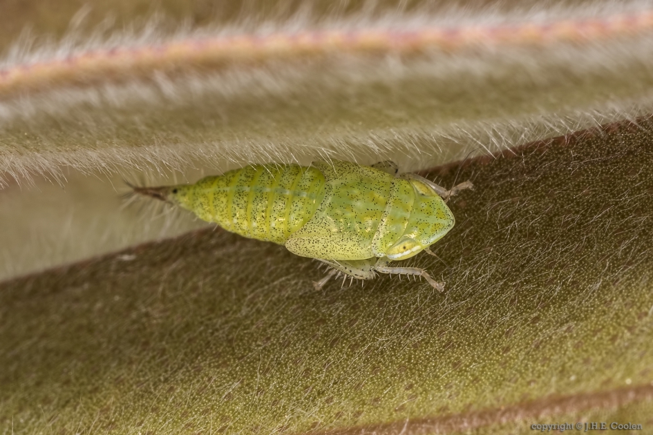 Cicade (Fieberiella florii) - Geleedpotigen - Cicade