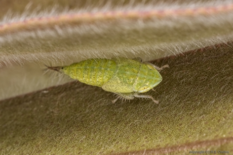 Cicade (Fieberiella florii)