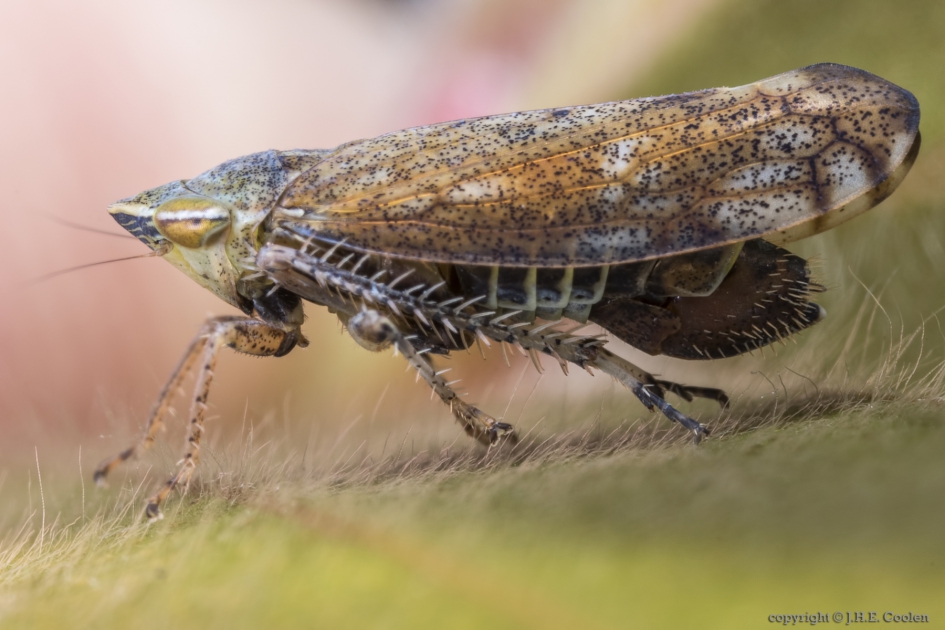Cicade (Fieberiella florii) - Geleedpotigen - Cicade