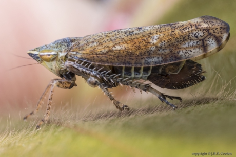 Cicade (Fieberiella florii)