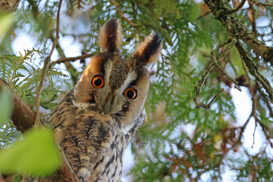 Contact ! - Vogels - Ransuil