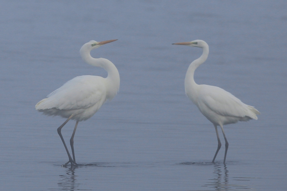 Dansen in de mist - Vogels - Grote Zilverreiger