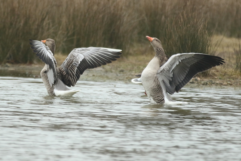 danspasjes - Vogels - grauwe gans