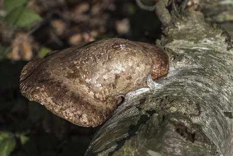 De berkenzwam of berkendoder (Piptoporus betulinus)