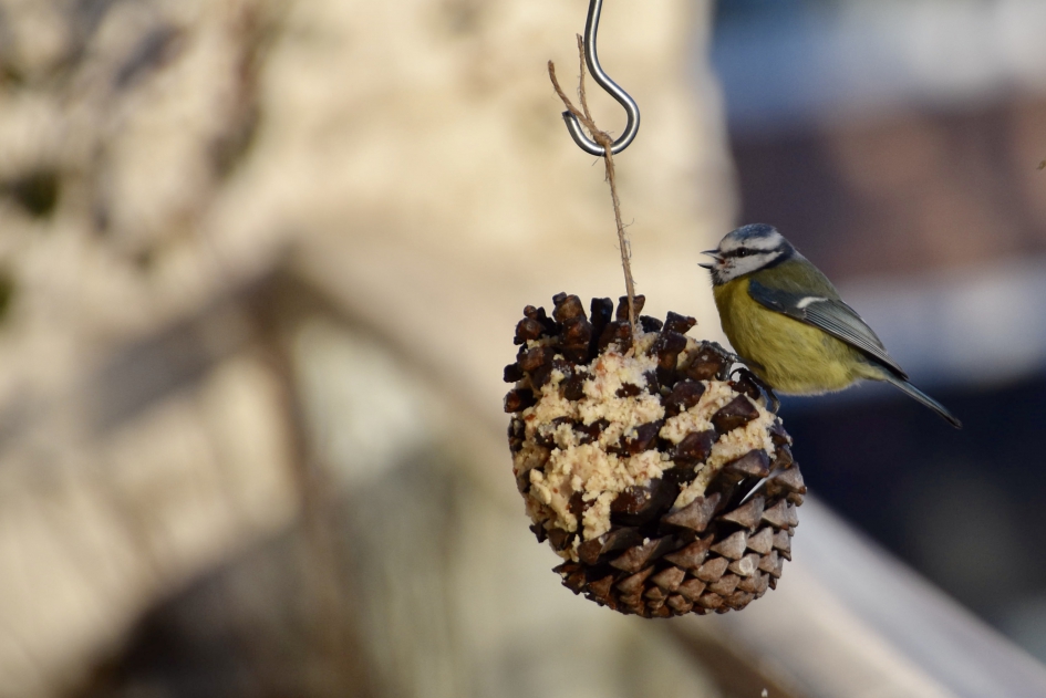 De dennenappel gevuld met pindakaas - Vogels - Pimpelmees