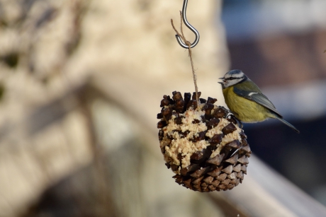 De dennenappel gevuld met pindakaas