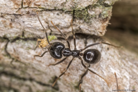 De grauwzwarte renmier (Formica fusca)