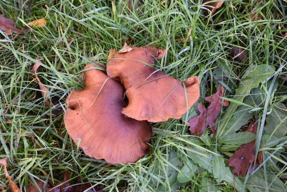 De laatste paddenstoelen - Schimmels - 