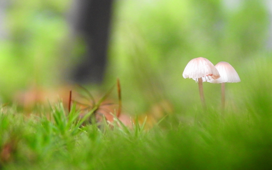 De snoepjes van het bos - Schimmels - Mycena