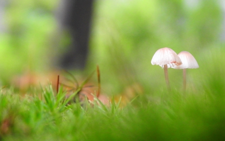 De snoepjes van het bos
