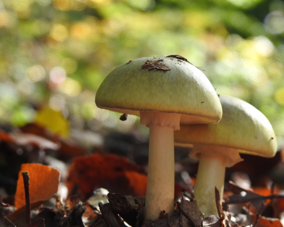 Death angels - Schimmels - Groene knolamaniet