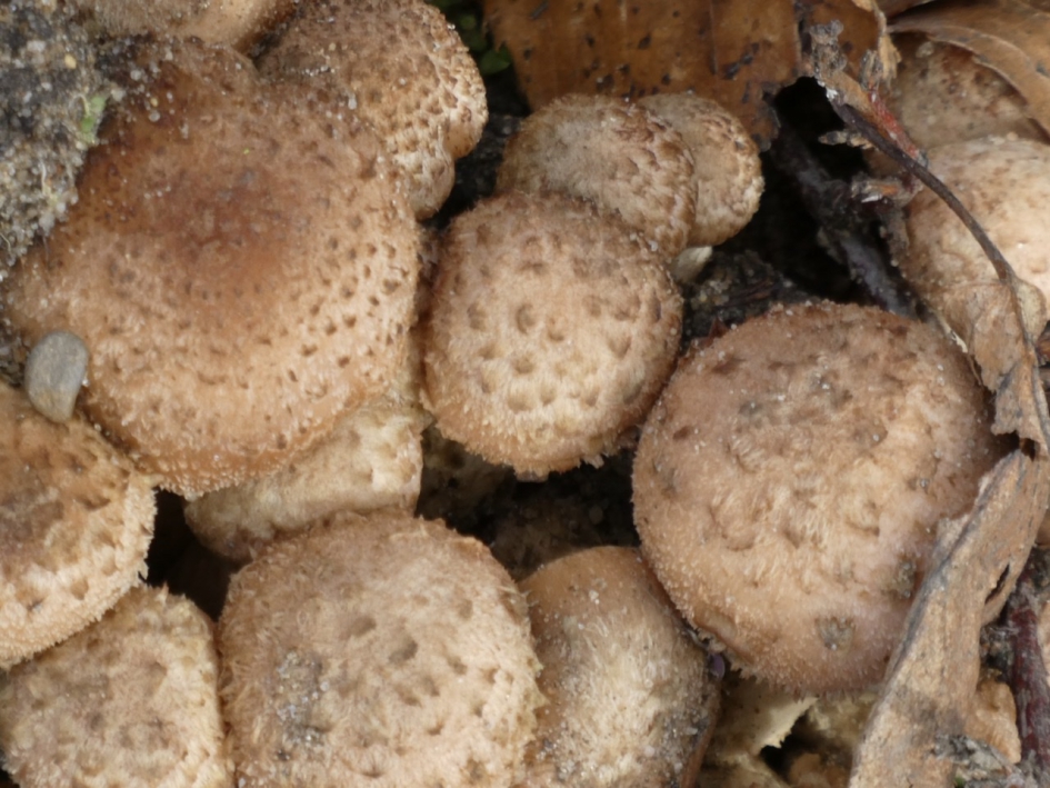 Detail - Schimmels - 