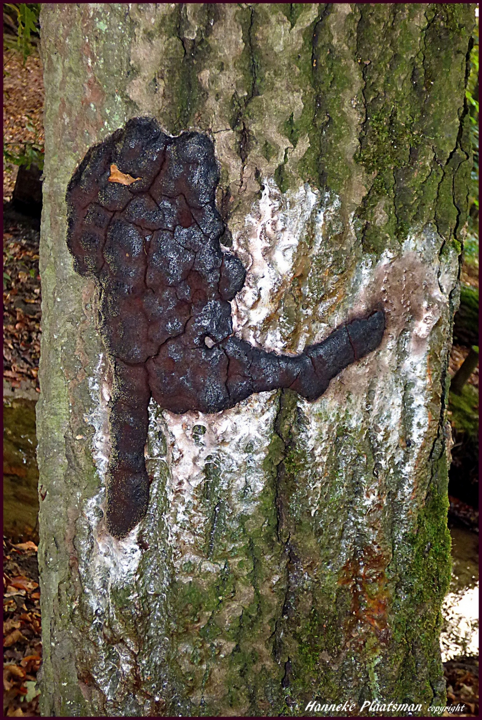 Dezelfde zwam in dezelfde boom, 4 dagen later!! - Schimmels - Zwart reuzenkussen
