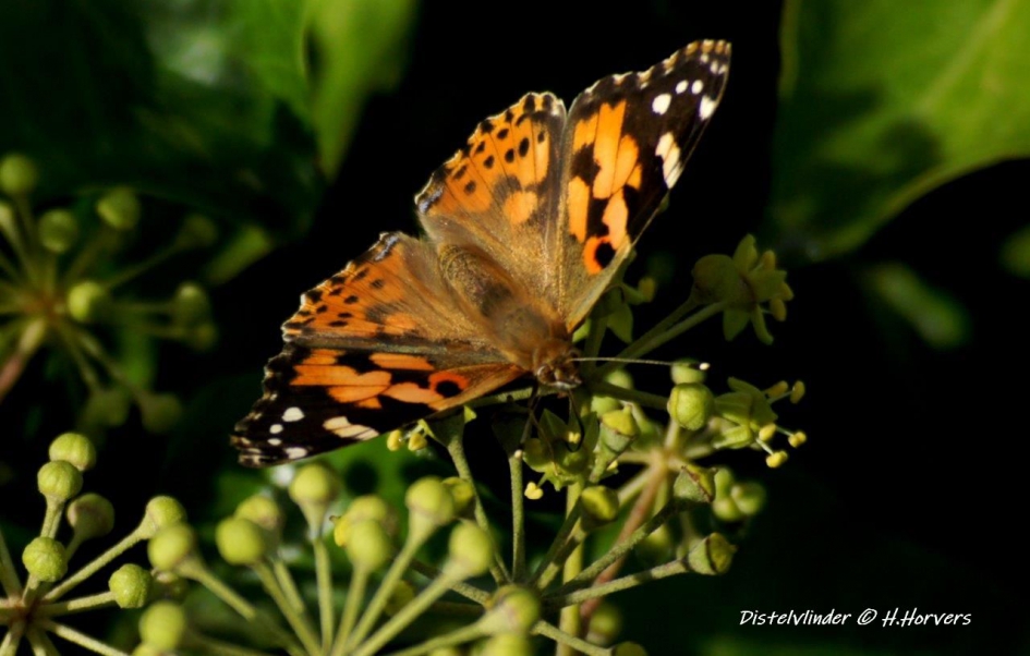 Distelvlinder - Geleedpotigen - Distelvlinder